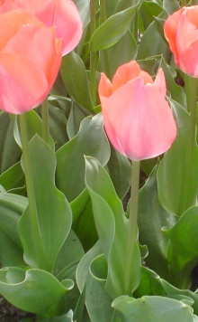Tulip01.jpg