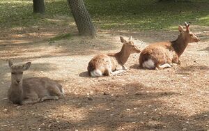奈良公園の鹿.jpg