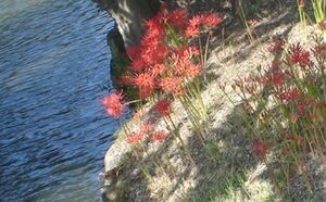 彼岸花（秋）.jpg