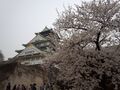 春の大阪城.jpg