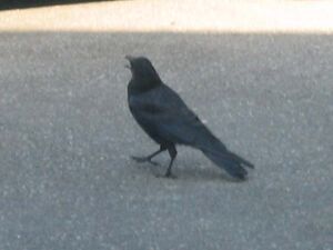 Jungle crow.jpg