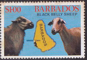 Barbados 1982 Black Belly Sheep.jpg